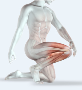 rendu 3D d'un homme et de ses muscles, un genou à terre