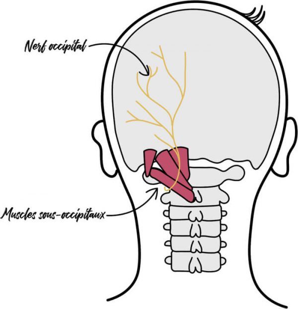 Schéma montrant un crâne et des cervicales, illustrant le passage du nerf grand occipital, responsable de la névralgie d'Arnold.