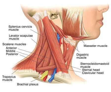 Dessin anatomique des muscles du cou. 