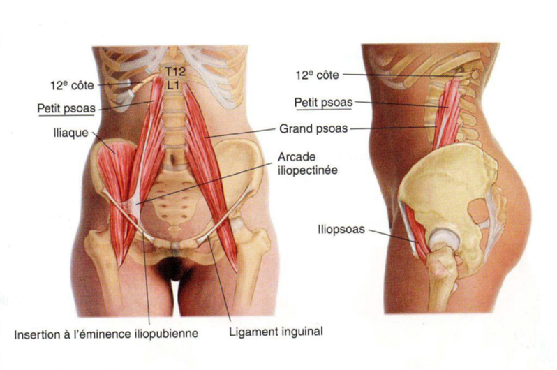 Image de l'anatomie du psoas. Le psoas s'étend de la dernière dorsales et des lombaires, jusqu'au bord interne du fémur. 